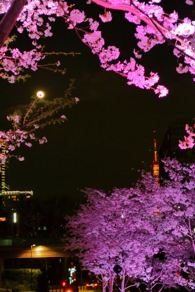 2013 六本木の夜桜