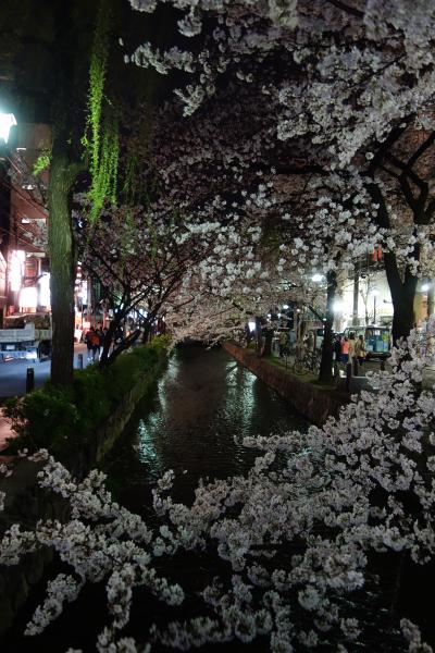 京都からの花便り(鴨川編）