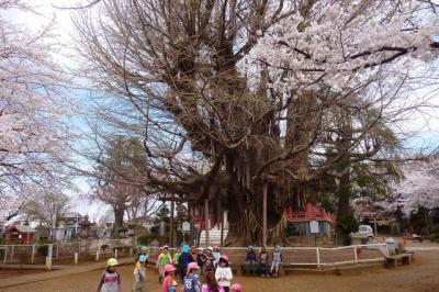 千葉寺　１３００歳の老銀杏、そして桜と子供