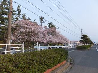 境港の桜は8分咲きでした