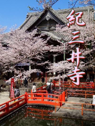 桜満開の紀三井寺