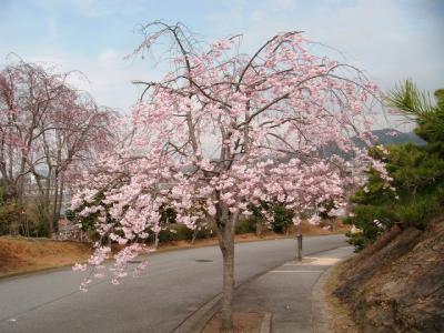 幸田文化公園のしだれ桜確認に行って見るもまだ早かった