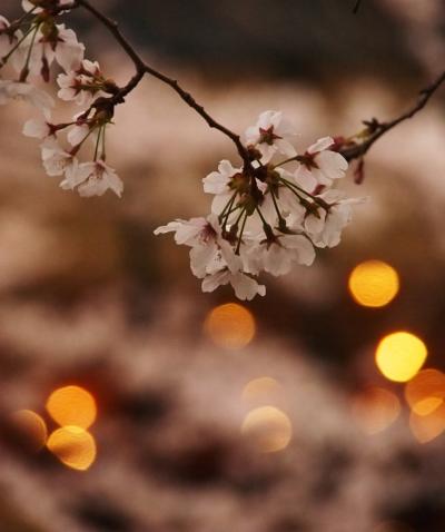 修復中のシャトーカミヤですが・・・桜は今年も美しく咲き誇り・・・　