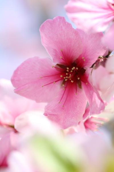 アーモンドの花2013 IN 神戸市建設局東水環境センター水辺の歩道うおざき
