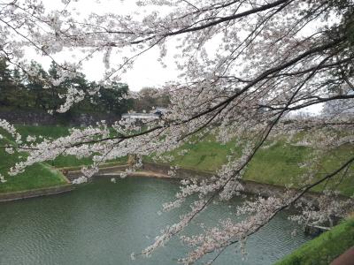 東京散歩、桜の名所、千鳥ヶ淵　（千代田区）　−　３月　　２０１３年