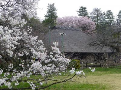 小金井公園に小金井薄紅桜見に行ったら「神代薄紅桜」も見つけてラッキー