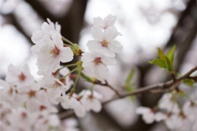 葛西臨海公園　ダイヤと花の大観覧車＆水族館＆オマケで桜