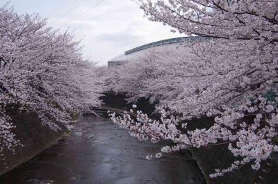 恩田川で恒例の桜見物　そして　青葉台のアジアンビストロ　Dai　で至福のグルメを堪能しました