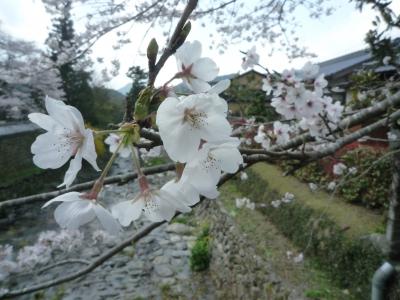 秋月城跡で花見