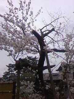 2013 都内の桜