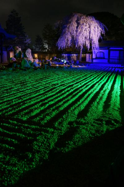 京都桜2013 【高台寺ライトアップ】