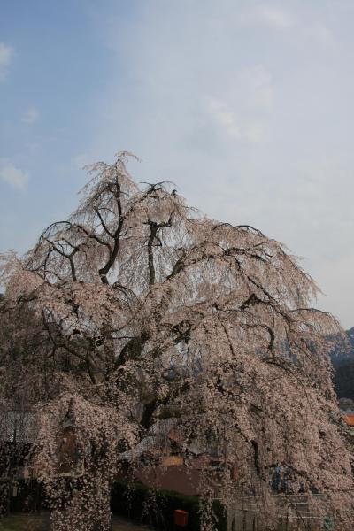 枝垂桜
