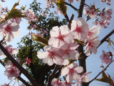 早春の須磨浦海岸～味と宿　花月に泊まる