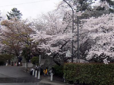桜　満開！　松坂城
