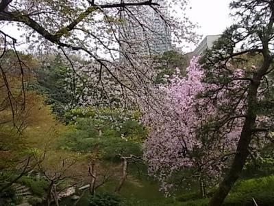 八芳園の桜
