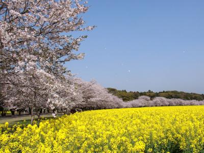 西都原古墳群の桜・菜の花祭り