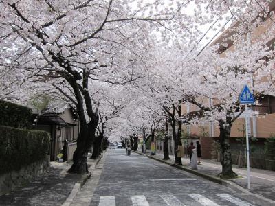 箕面の桜なみき