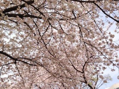 桜の大阪城公園 と ニューオータニ大阪 (ジュニア・スイート) で花見酒