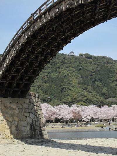 桜カンタービレ　錦帯橋＆いろり山賊