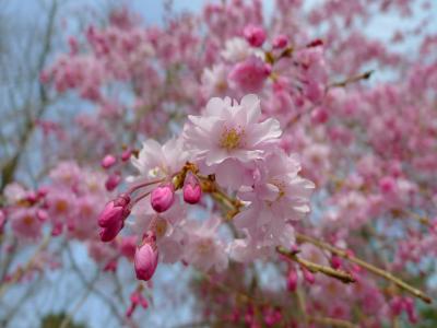 桜が見頃♪　退蔵院～法金剛院～仁和寺を訪ねて