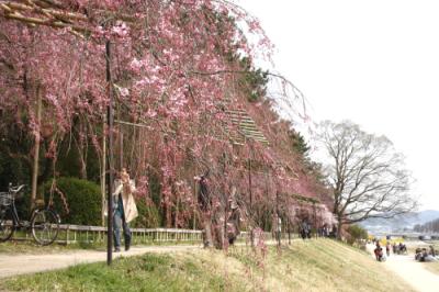 2013年お花見　京都　インクライン・半木の道