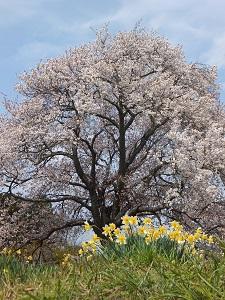 与市郎桜と大俵の一本桜