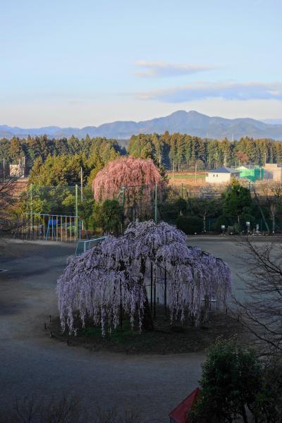 NHK放映の『孝子桜（こうしさくら）』を撮る