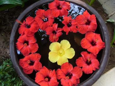 シンシャオ　ベトナム