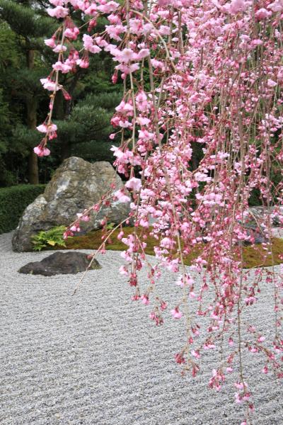 京都へ　桜を見に行こう２（龍安寺・退蔵院）