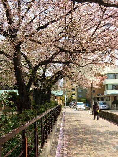 桜の花咲く　池袋　自由学園　明日館