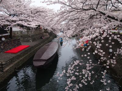 近くに行きたい♪　「水の都・おおがきの舟下りと墨俣一夜城の桜(*^^)v」