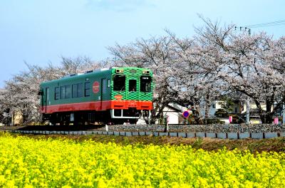 2013年観桜記　（４）真岡　一万本桜まつり