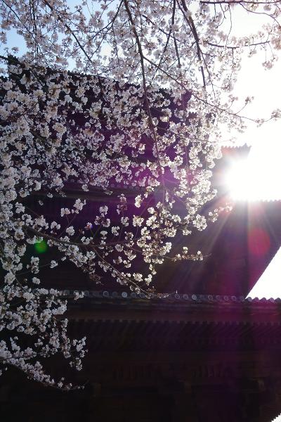 京都桜2013　【平野神社・嵐山・東寺】