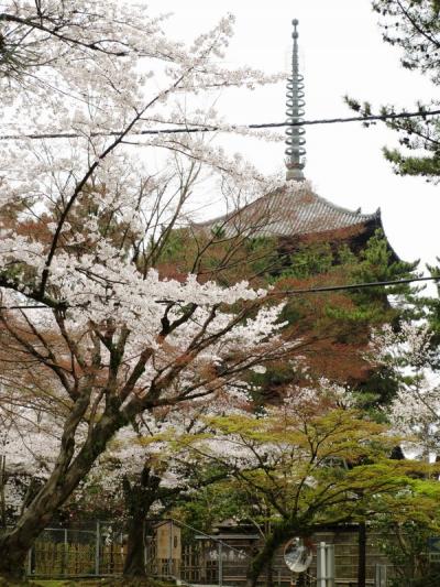 氷室神社のリベンジなるか…雨の奈良公園で桜を追い求めて