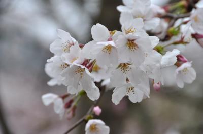 京都の花見