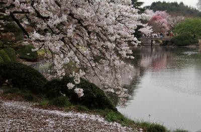 カメラと散歩　新宿御苑　桜満開