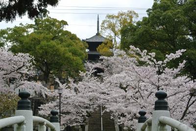 まやこのお花見散歩☆’１３　“哲学の道～”