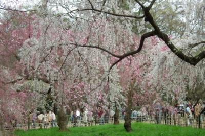 京都御苑の桜！2013年