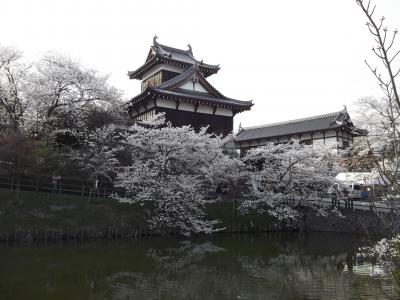 奈良の桜　大和路を行く2 大和郡山　お城まつり