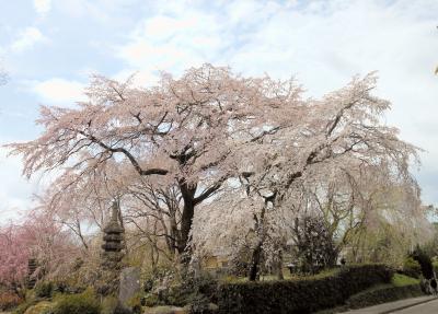 桜のこころ「三代目・名桜守～嵐山！！」
