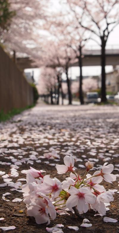 ☆しばしの見納め・・・ご近所の道路の桜並木を愛でに・・・☆