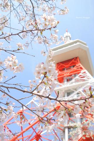 宇都宮市・八幡山公園～祥雲寺～石井の桜堤、お花見2013。