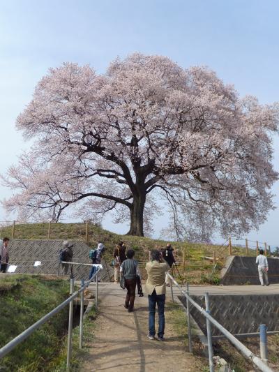 一本桜の咲く丘で…☆春を求めて山梨をぶらり。