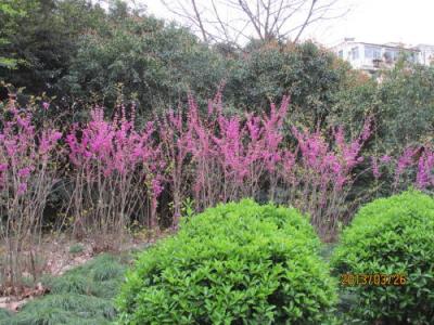 上海の大連路・和平公園・１３年春