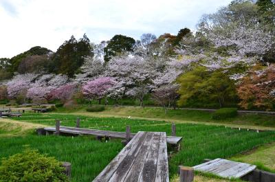 散り始めのはままつフラワーパークの桜&チューリップ三昧～①曇っていたけれど…～