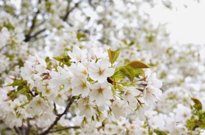 のんびり湯ったり 春の休日（１）～伊豆高原で花巡りと食べ歩き