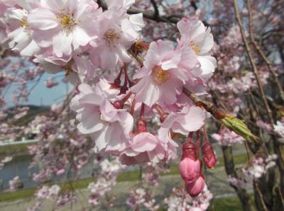 2013年春河川公園の桜（*^_^*）in福井県敦賀