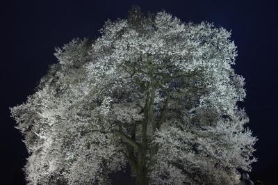 わに塚のサクラと武田家ゆかりの韮崎・甲府の街歩き（一日目）～青空の桜は残念ながら見れず、夜桜を楽しみました～