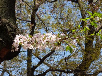 東京散歩♪ ⑧ ～春の嵐のあと～白金の桜＆ラトリエコッコ