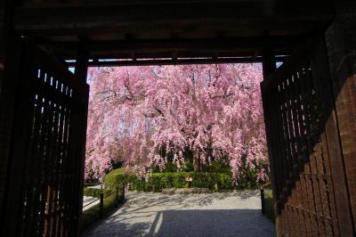 京都を歩く(154) 2013桜めぐり　新旧「そうだ 京都，行こう。」の地へ　妙心寺退蔵院と龍安寺